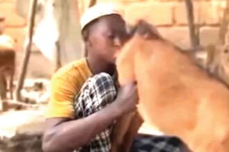 goat Kano Hisbah
