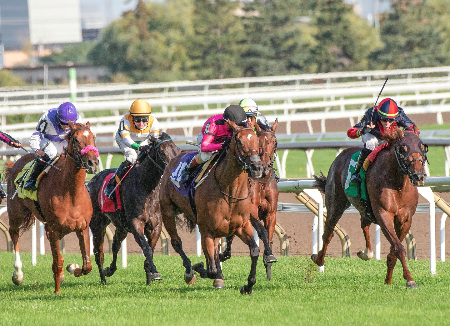 horseracing