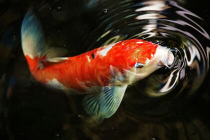 koi fish is one of the longest living animals on earth