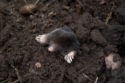 moles are one of the animals that live underground