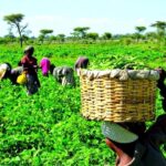 Food security: FG rates Ekiti high in agricultural investment