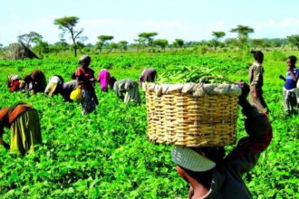 Food security: FG rates Ekiti high in agricultural investment