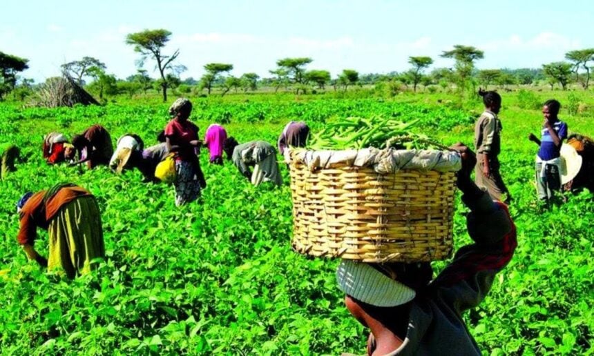 Food security: FG rates Ekiti high in agricultural investment