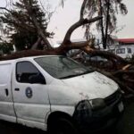 Heavy rainstorm uproots trees