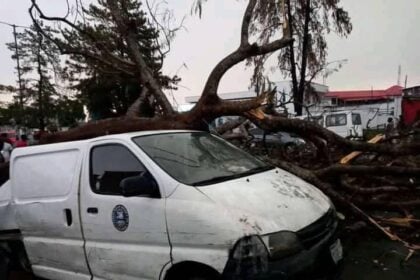 Heavy rainstorm uproots trees