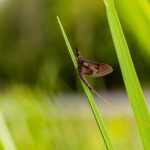 Mayfly is one of animals with a short lifespan