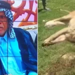 Man eaten by lion in Iraq