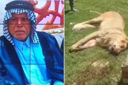 Man eaten by lion in Iraq