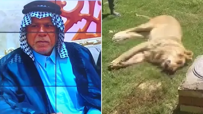 Man eaten by lion in Iraq