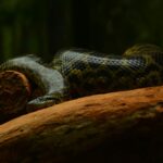 anaconda is one animal with a name that starts with 'A'