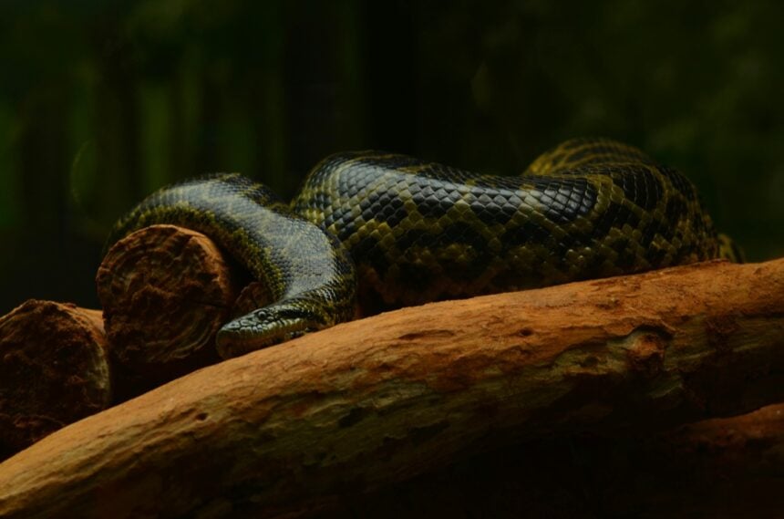 anaconda is one animal with a name that starts with 'A'