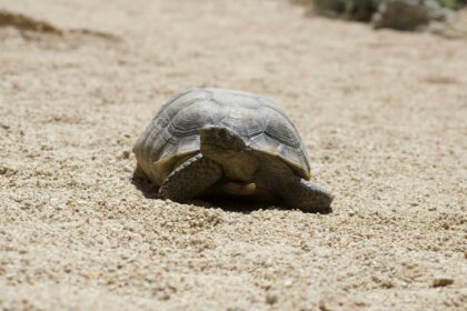 desert tortoise is one of the animals that can live without water for years