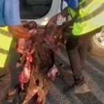 plane kills antelope