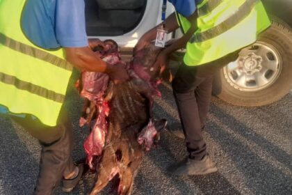 plane kills antelope