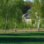 planting tree