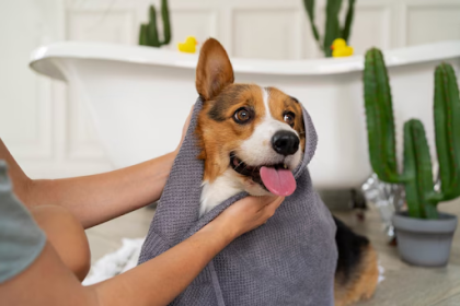 A dog getting groomed