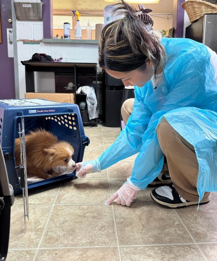 US: Over 100 dogs rescued from suspected ‘Puppy Mill’ in North Carolina