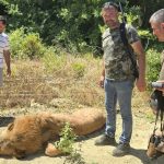 Escaped lion shot dead