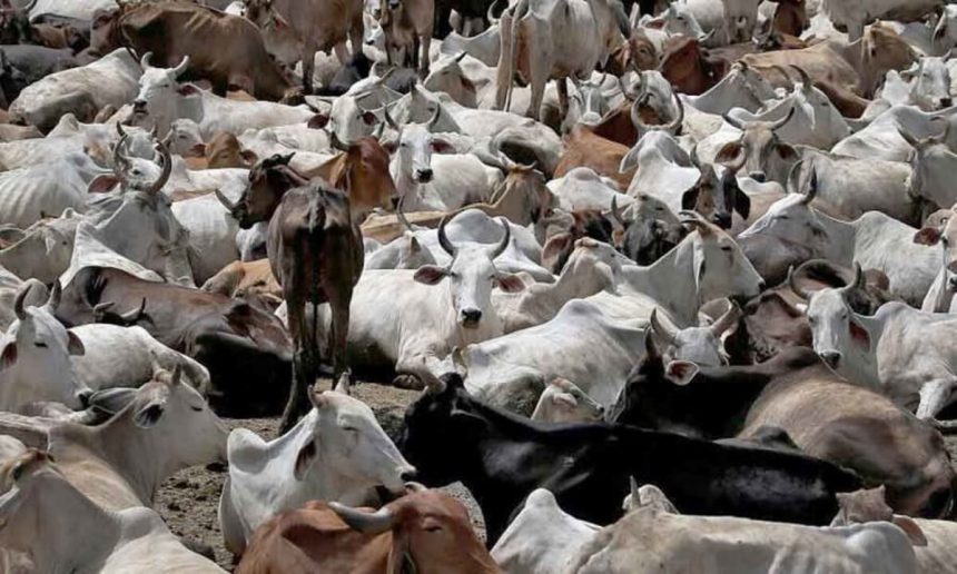 picture of cows, We say no to RUGA in Igbo land