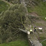 iconic Sycamore Gap Tree