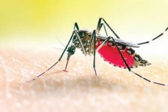 Africa’s malaria malaria vaccine in Oyo Mosquito's image Severe Malaria Mosquito's image Malaria can become