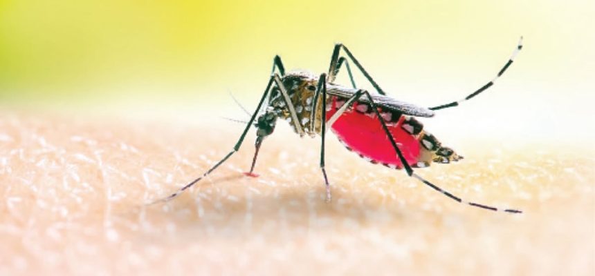 Mosquito's image Malaria can become