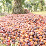 palm oil