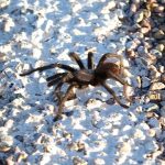 tarantula