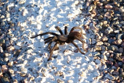 tarantula