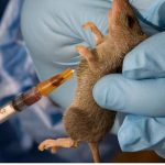 Lassa Fever