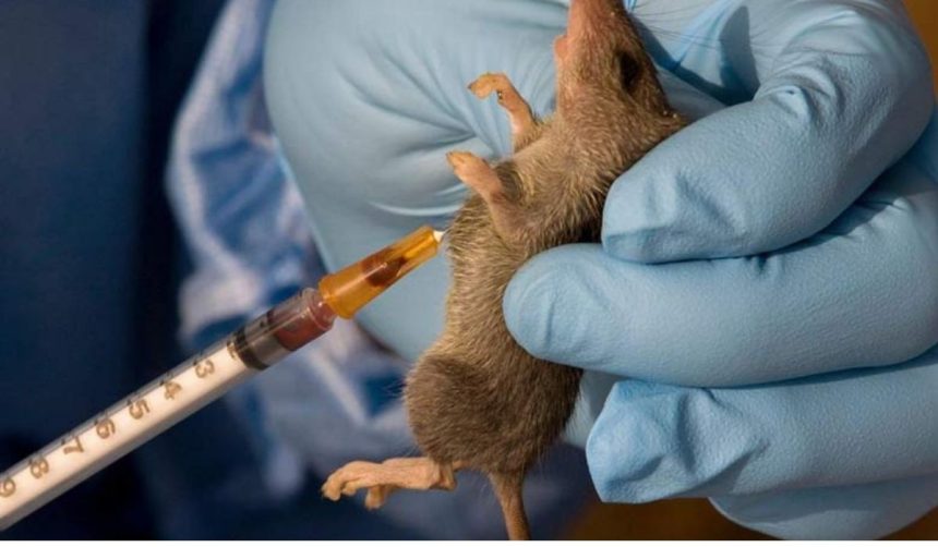 Lassa Fever