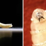 screwworm a parasitic fly whose larvae feed on living flesh