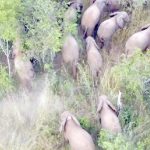 Ending human-wildlife conflict