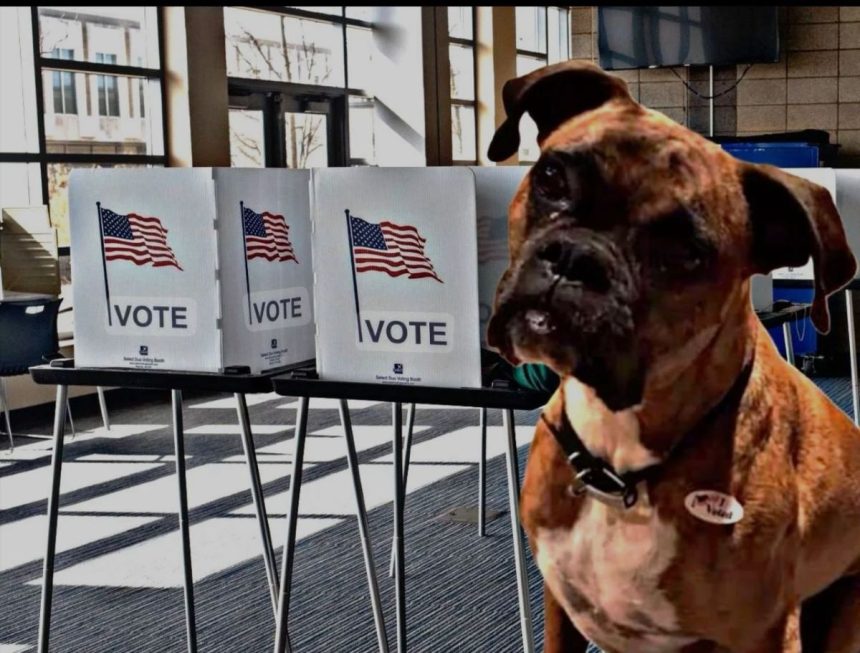 dog and a ballot box