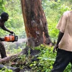 illegal use of chainsaws for cutting, felling, or trimming of trees