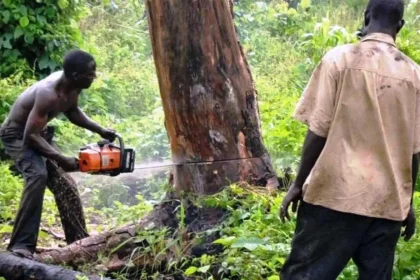 illegal use of chainsaws for cutting, felling, or trimming of trees