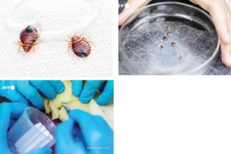 bedbugs