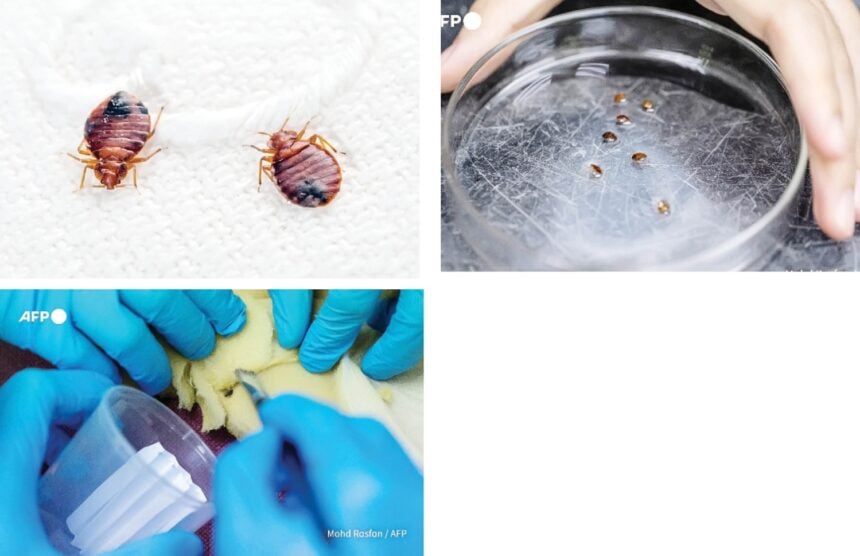 bedbugs