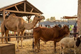 shared cows, camels, pool resources