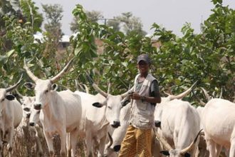 Fulani pastoralists urged to expose criminals, boost security