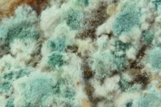 mold