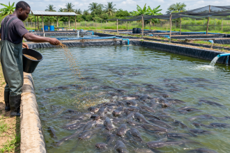 catfish farming