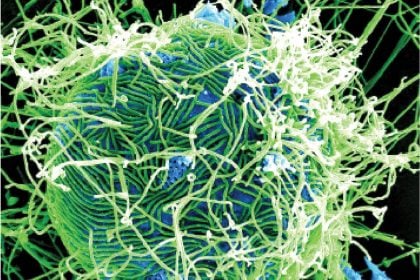 on the Ebola