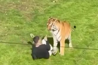 Tiger with man