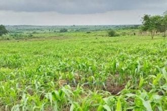 agriculture