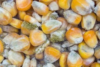 Aflatoxin growth in grains