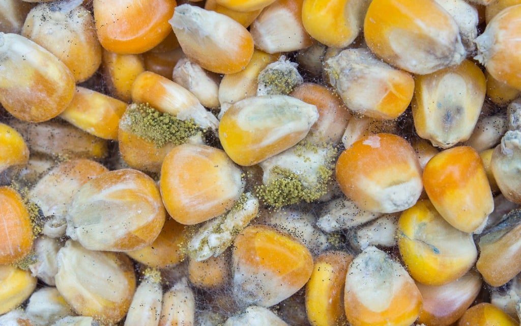 Spore Food 4 food storage habits that encourage deadly Aflatoxin growth in grains ...