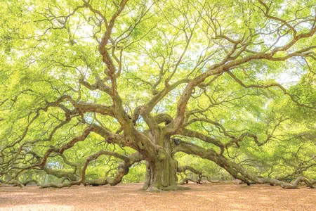 The large tree
