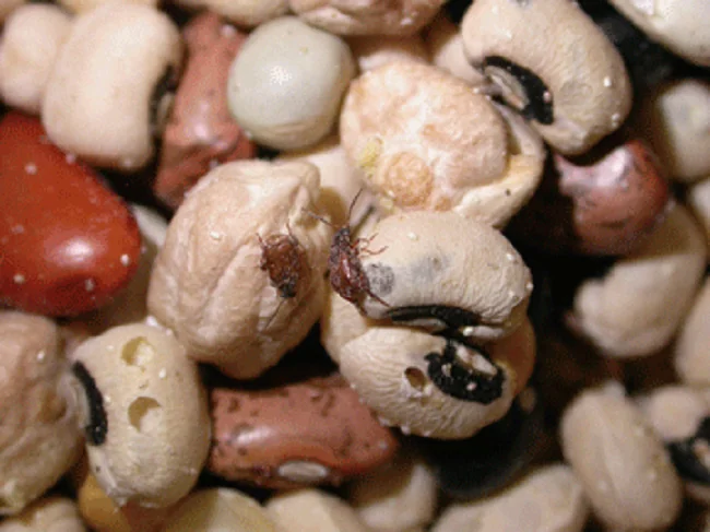 preserve your beans from weevils