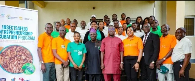 IITA BIP Insect4Feed project to create alternative feed sources for livestock